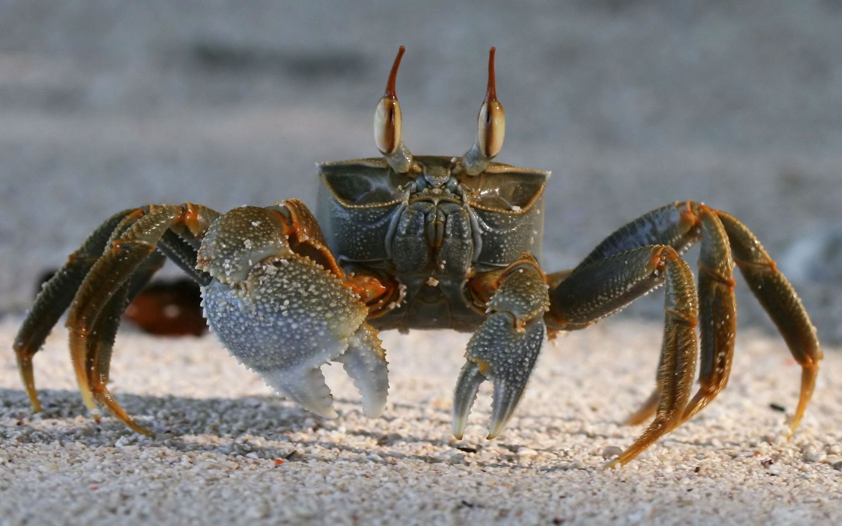 crab, sand, claws