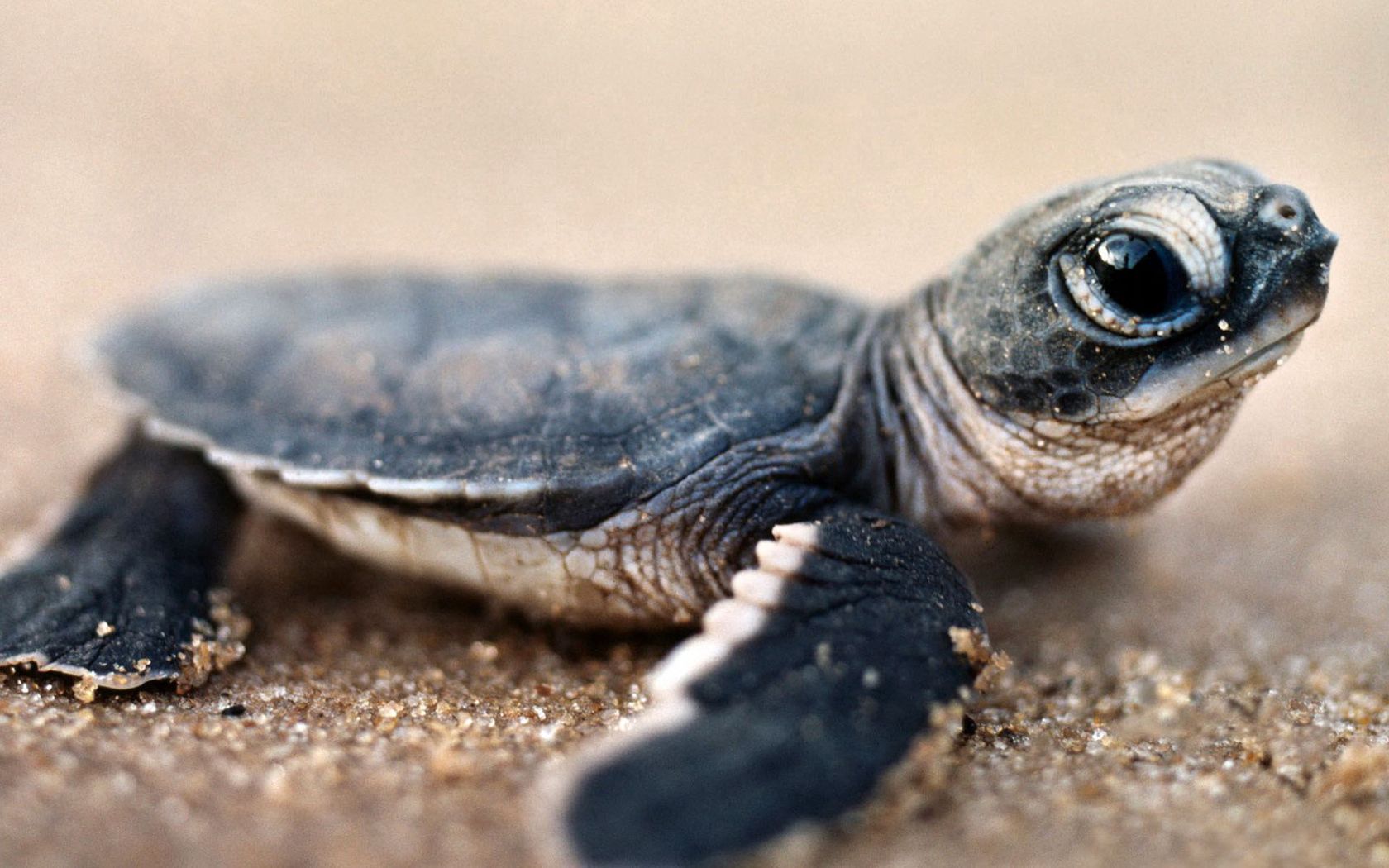 turtle, small, sit, shell, close-up