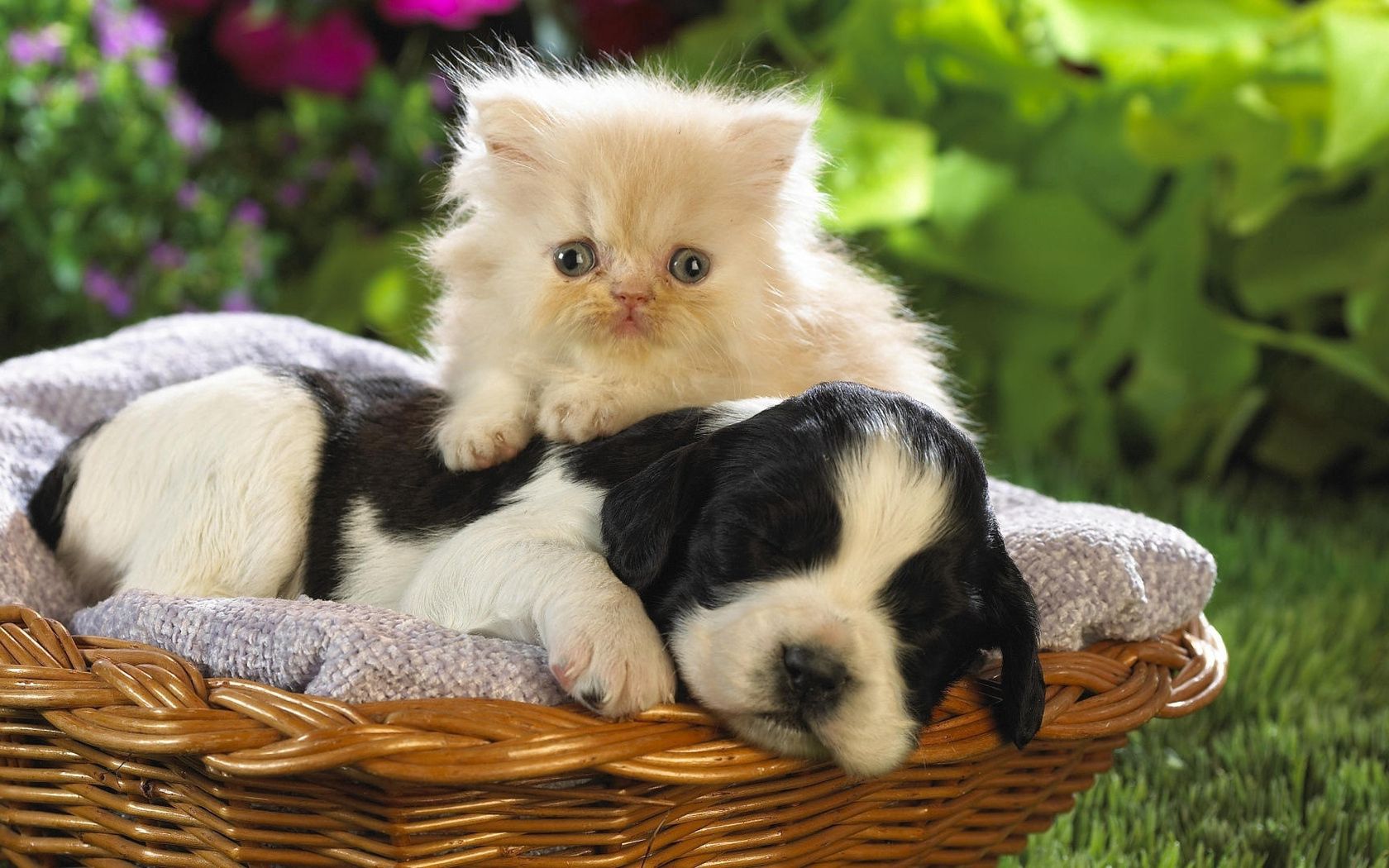 puppy, kitten, basket, grass, flowers, friendship, lie