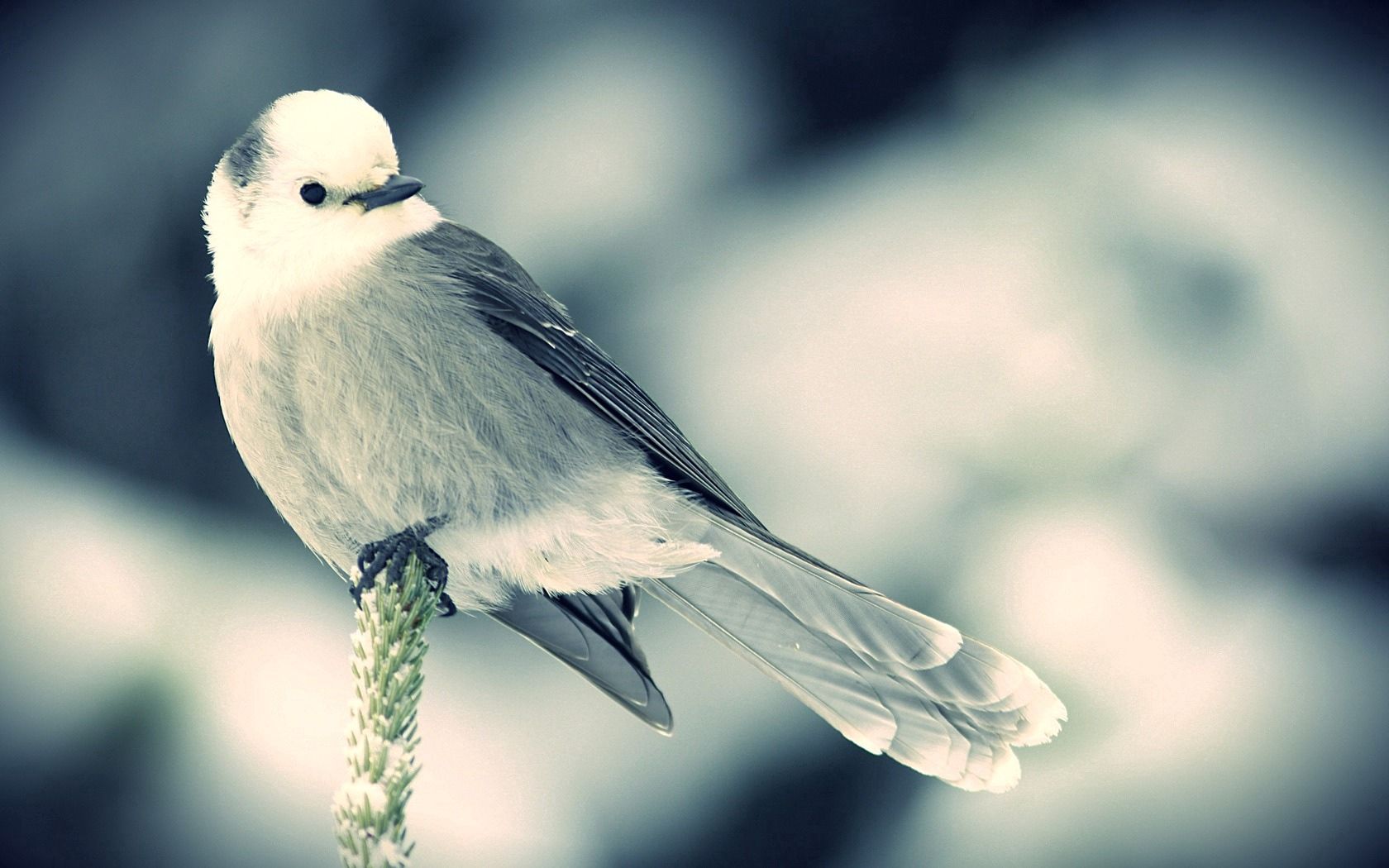 bird, spike, snow, sit