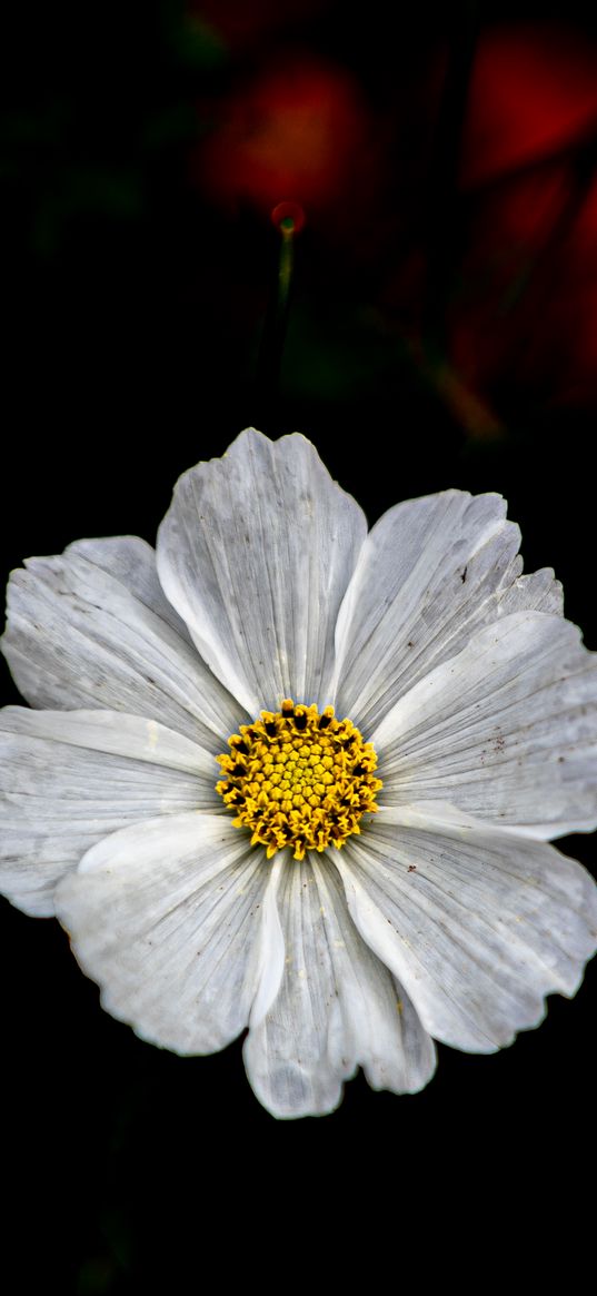 kosmeya, flower, petals, macro, white