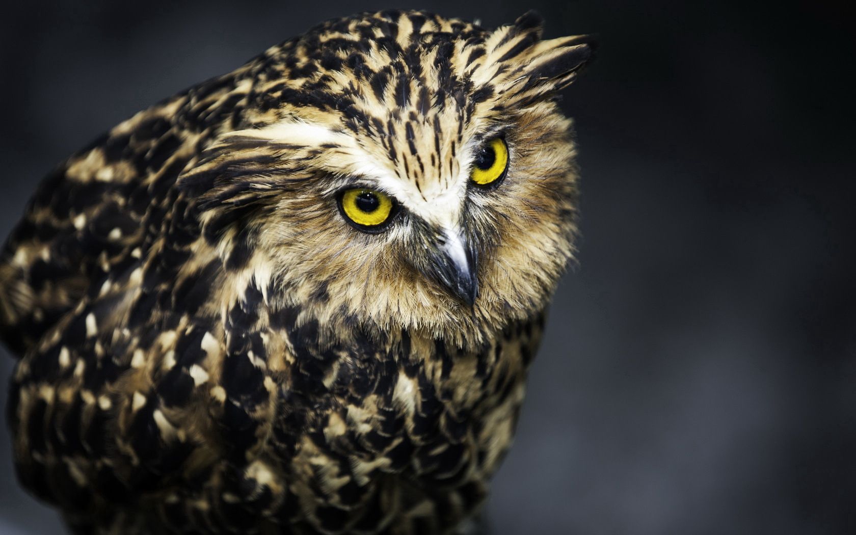 owl, bird, predator, feathers, aggression