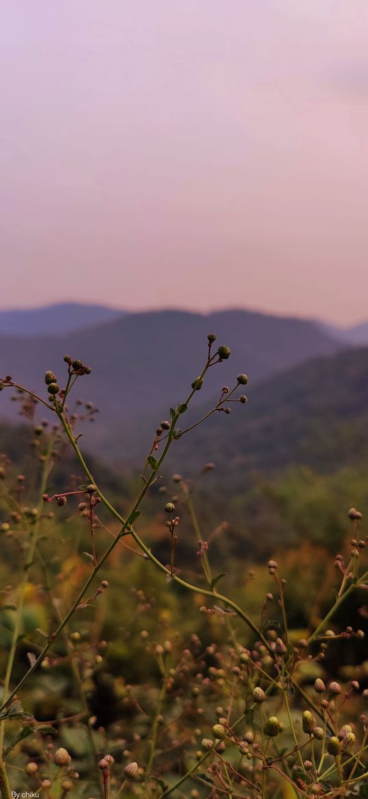 wildflowers, hills, mountains, sunset, nature