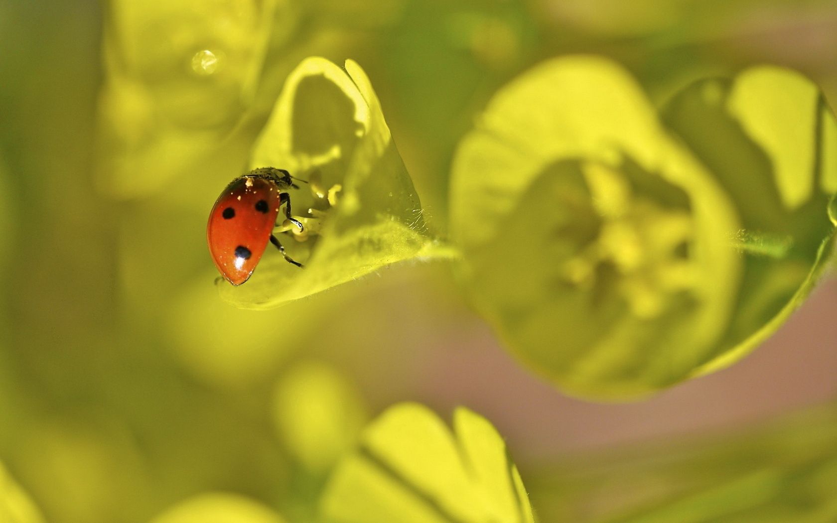 ladybug, grass, leaves, plant