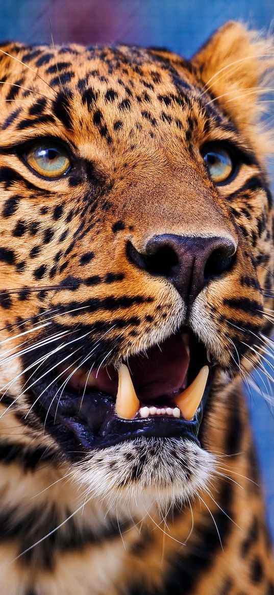 leopard, aggression, look, muzzle, predator