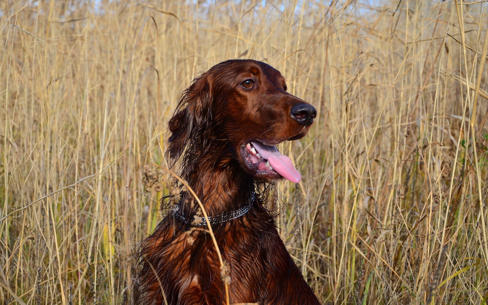 setter, dog, grass, stand, rest