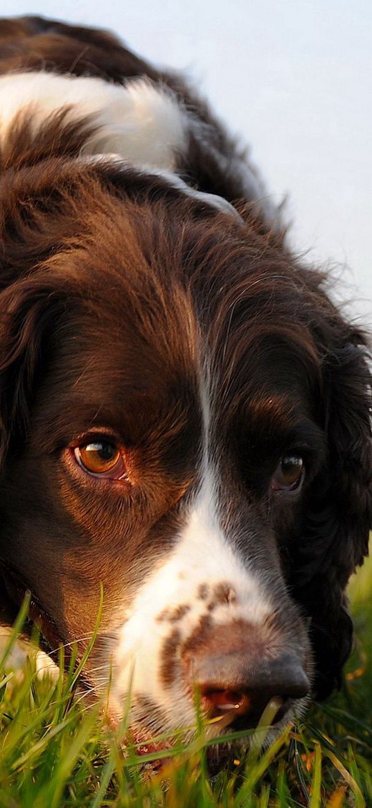 dog, muzzle, curly, grass, search