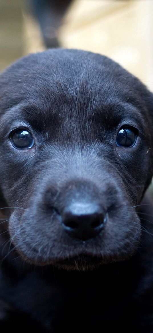 dog, puppy, snout, labrador, look