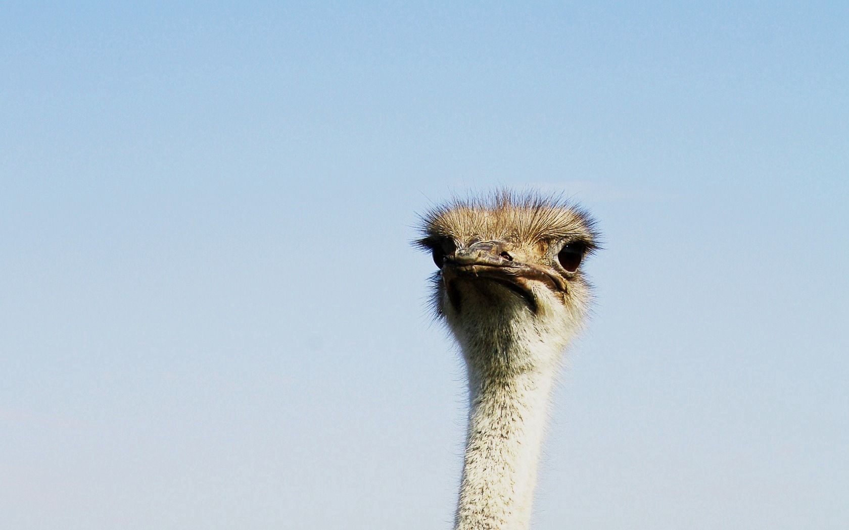 ostrich, birds, head