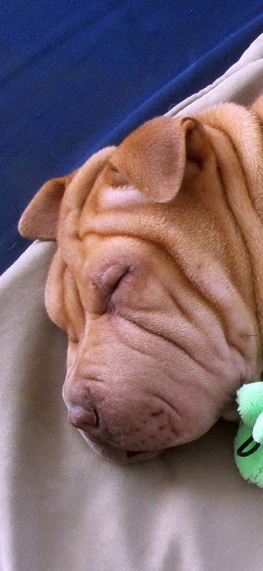 puppy, shar pei, sleep, toy, lie