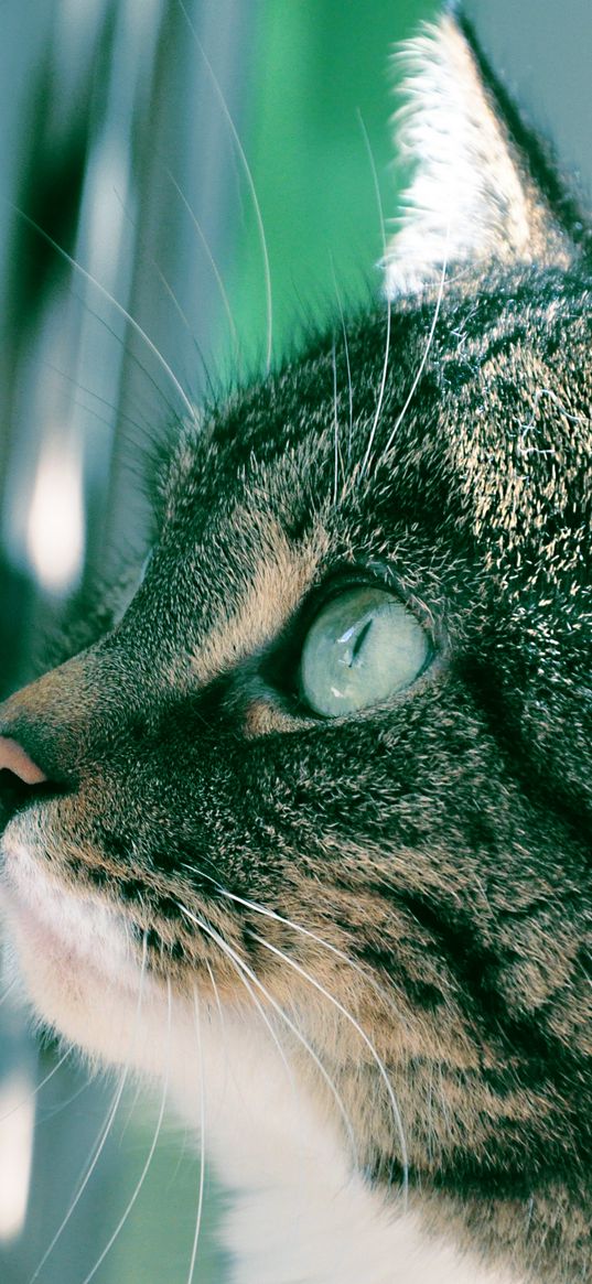 cat, muzzle, background, bathroom, profile, thick