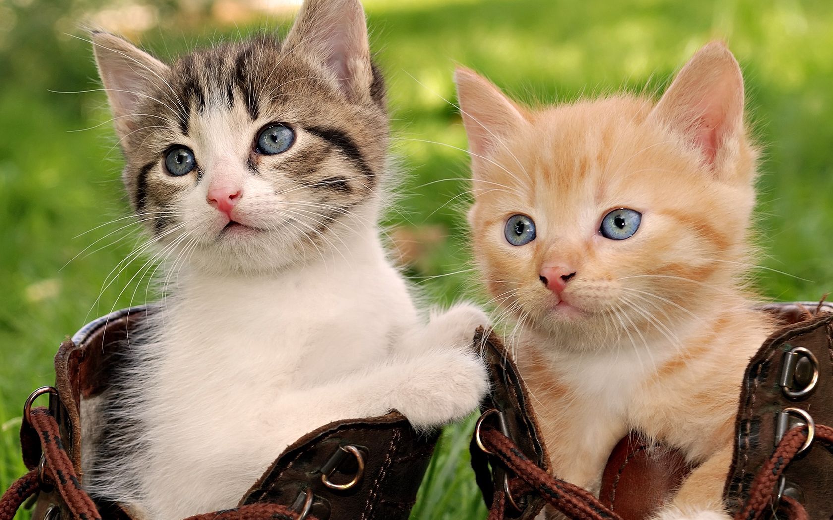 kittens, pair, shoes, sit, playful