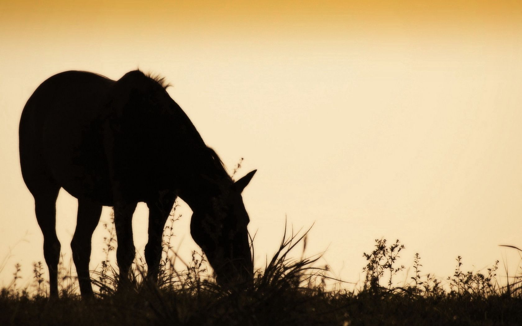 horse, field, grass, silhouette, food