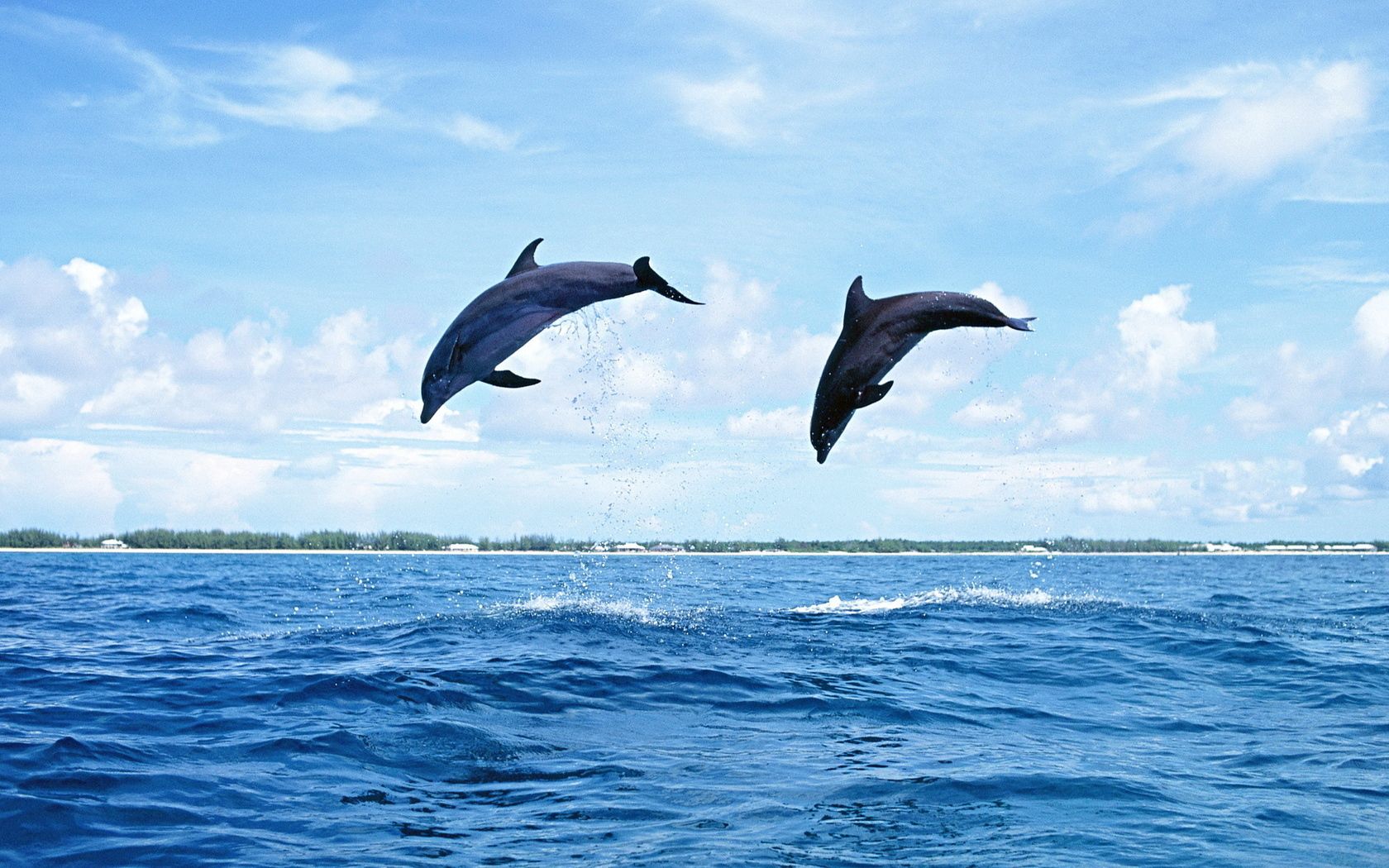 dolphins, sea, waves, jump, couple