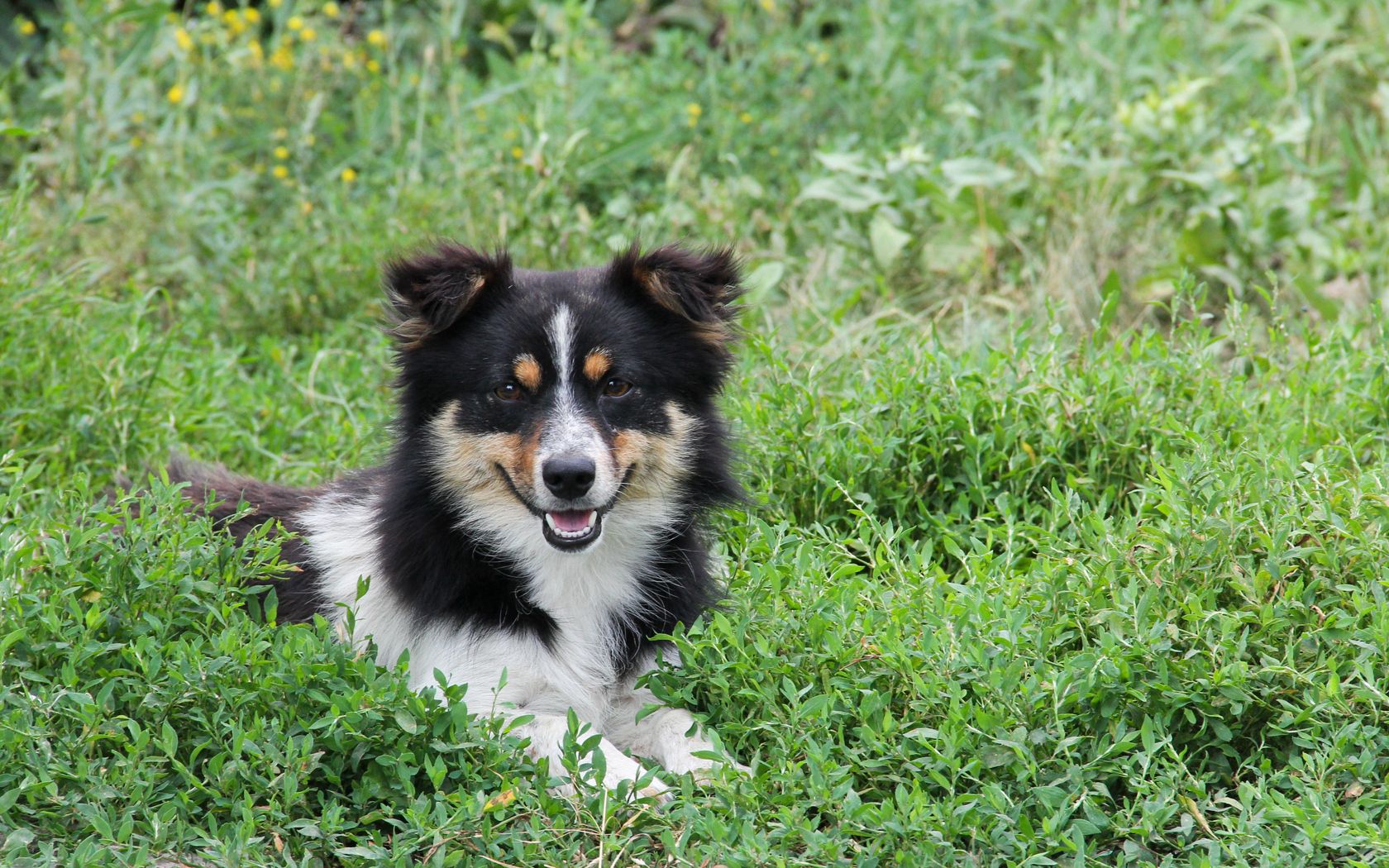 dog, puppy, snout, furry