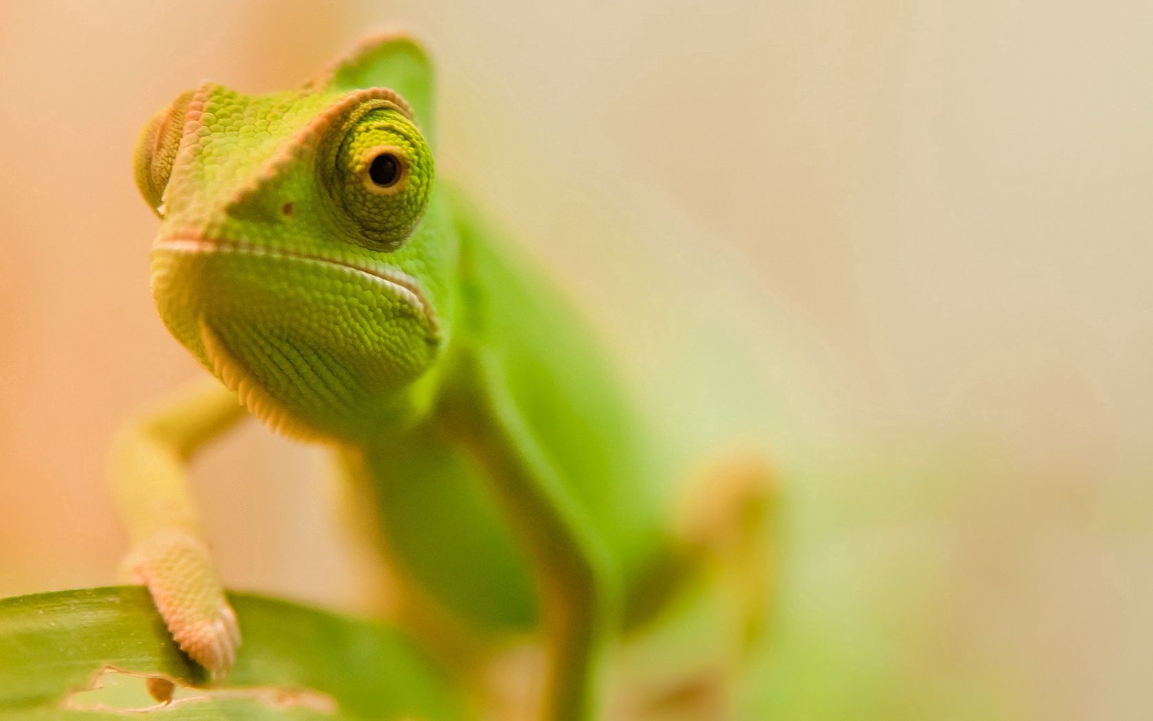 lizard, face, color, blurred