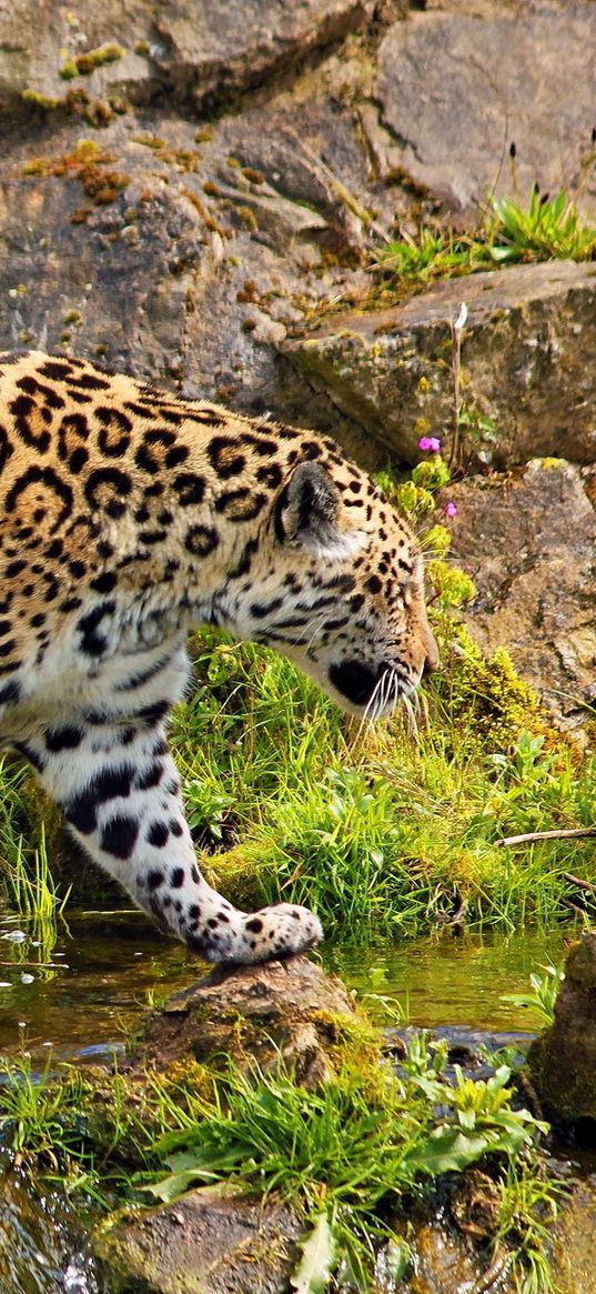 jaguar, predator, walk, rocks, grass, nature