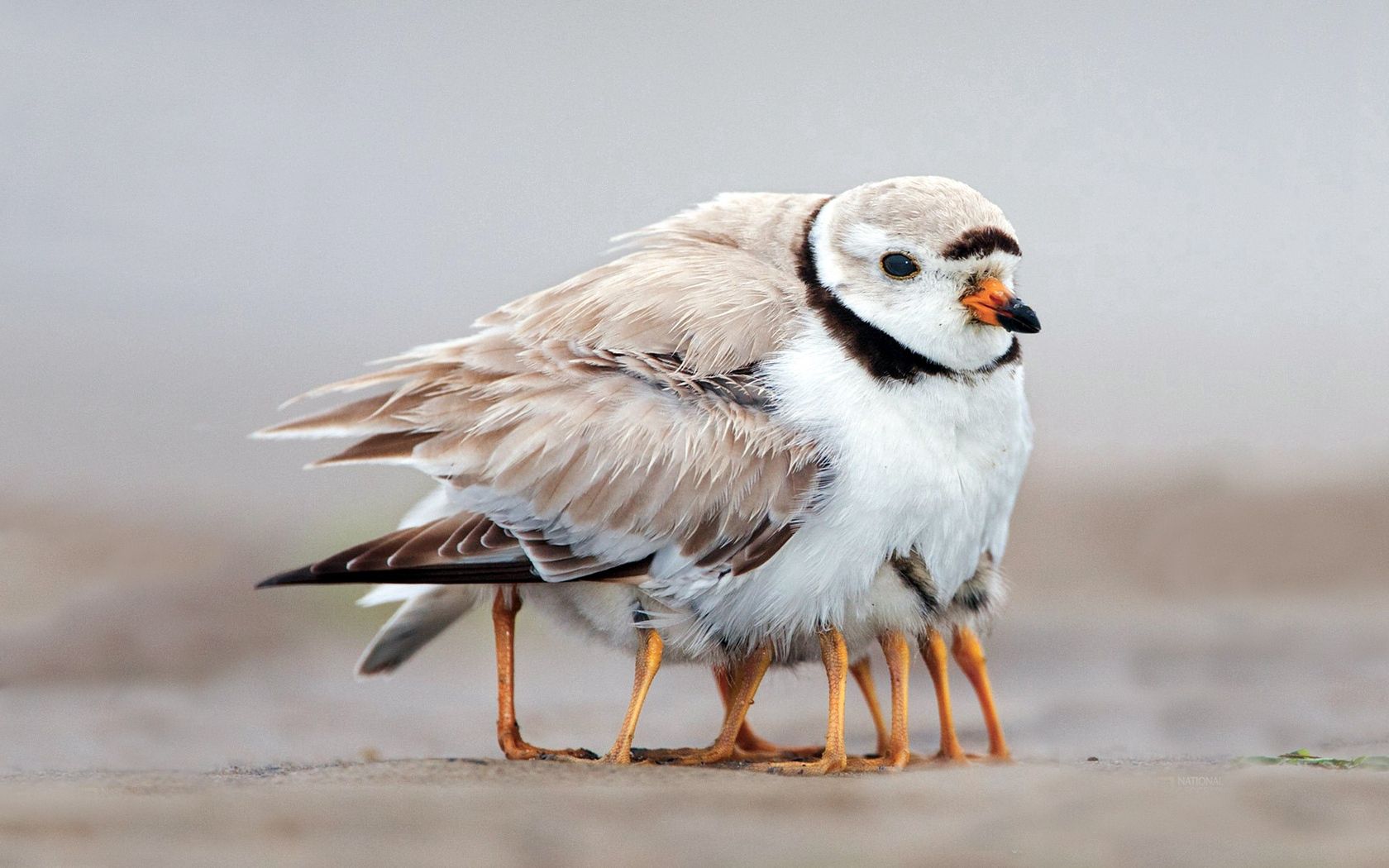 bird, family, chicks, caring, warmth