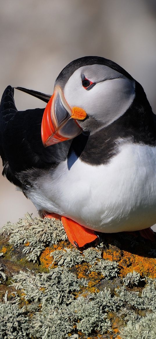 bird, toucan, beak, atlantic, blurring