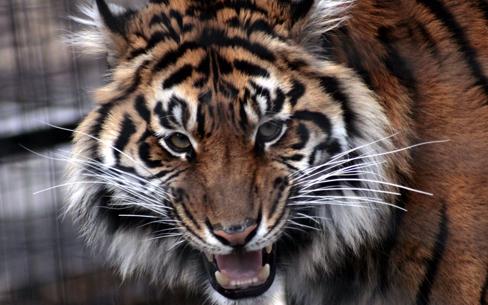 tiger, predator, muzzle, eyes, aggression