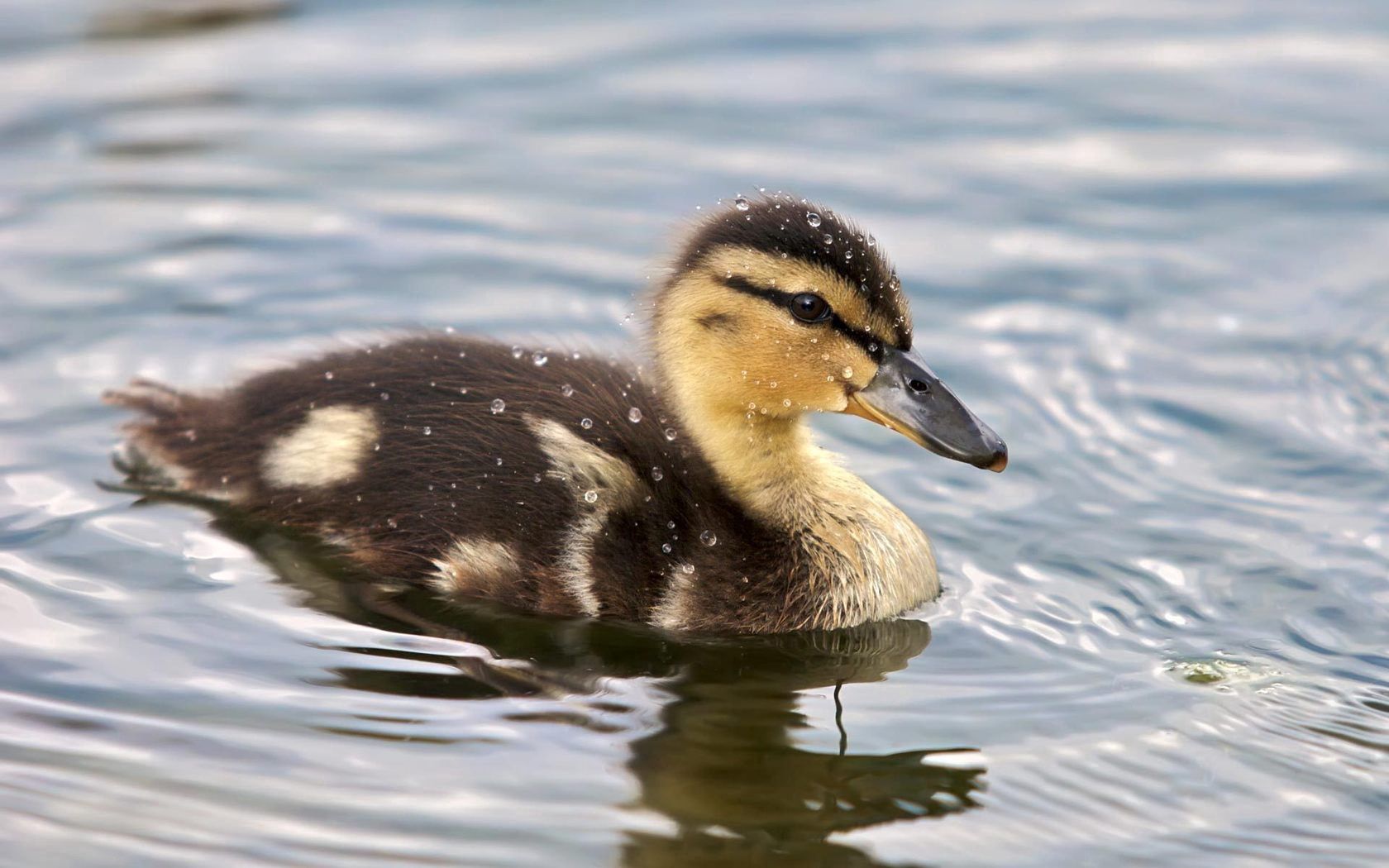 duckling, spotted, water, swim