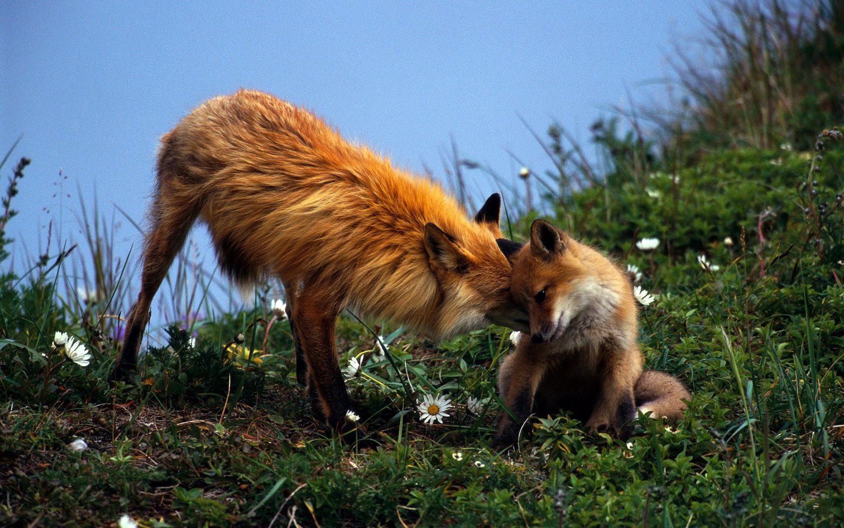 fox, couple, grass, care, young, playful