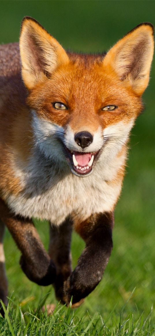 fox, grass, walk, run