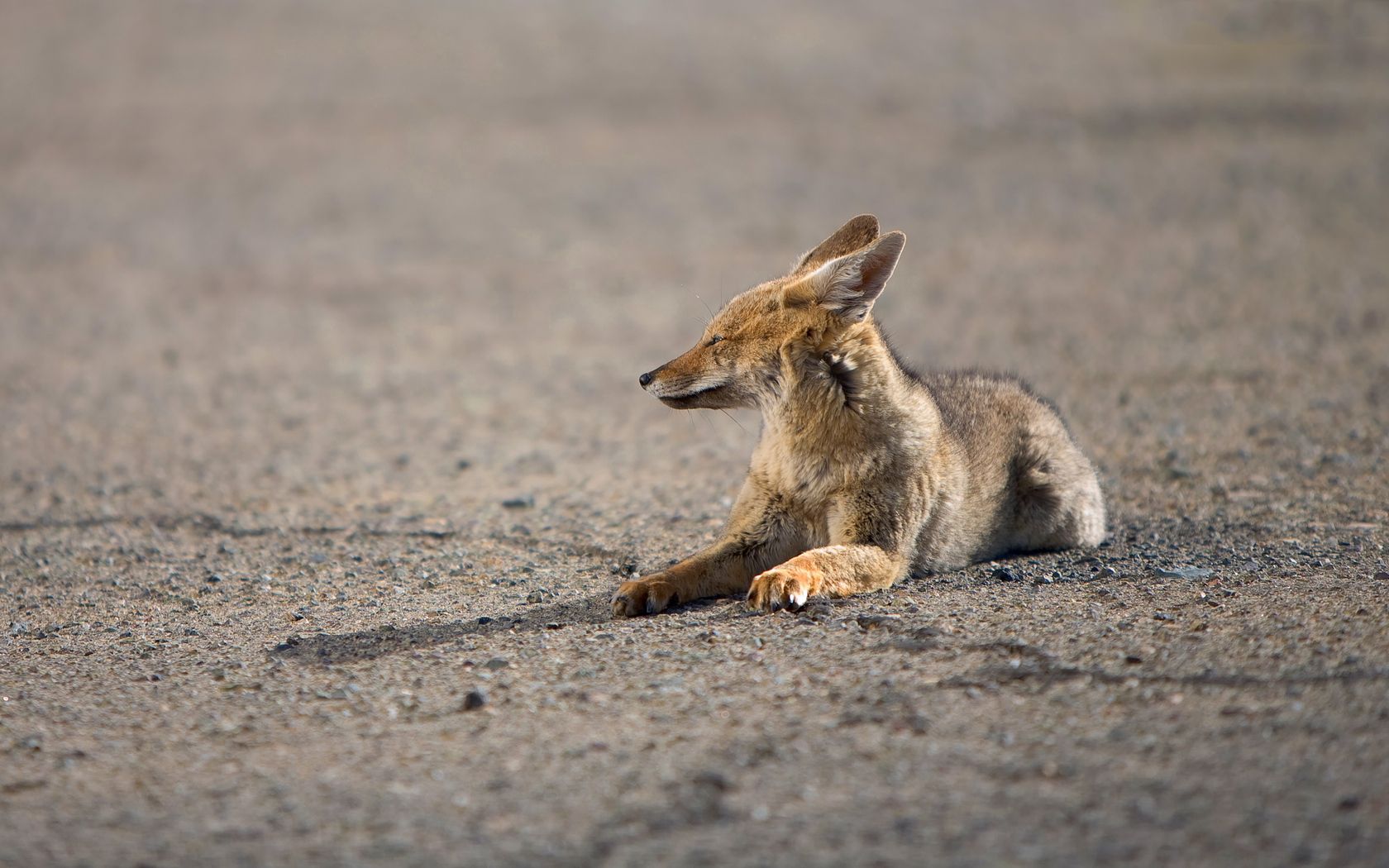 fox, wolf, lying down, waiting