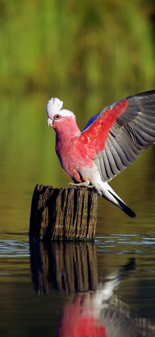 parrots, birds, feathers, sweep, color, river, tree stump, wood