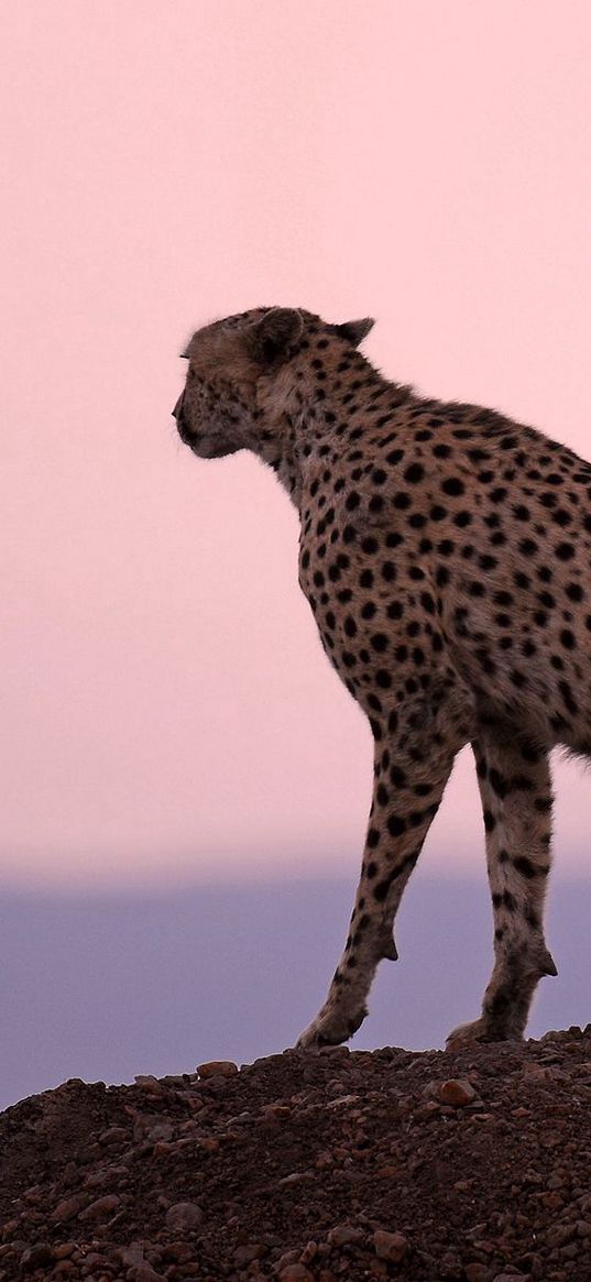 cheetah, predator, sunset, sky, horizon