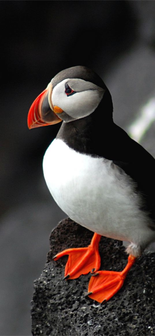 atlantic, puffin, bird, beak, sit, rock