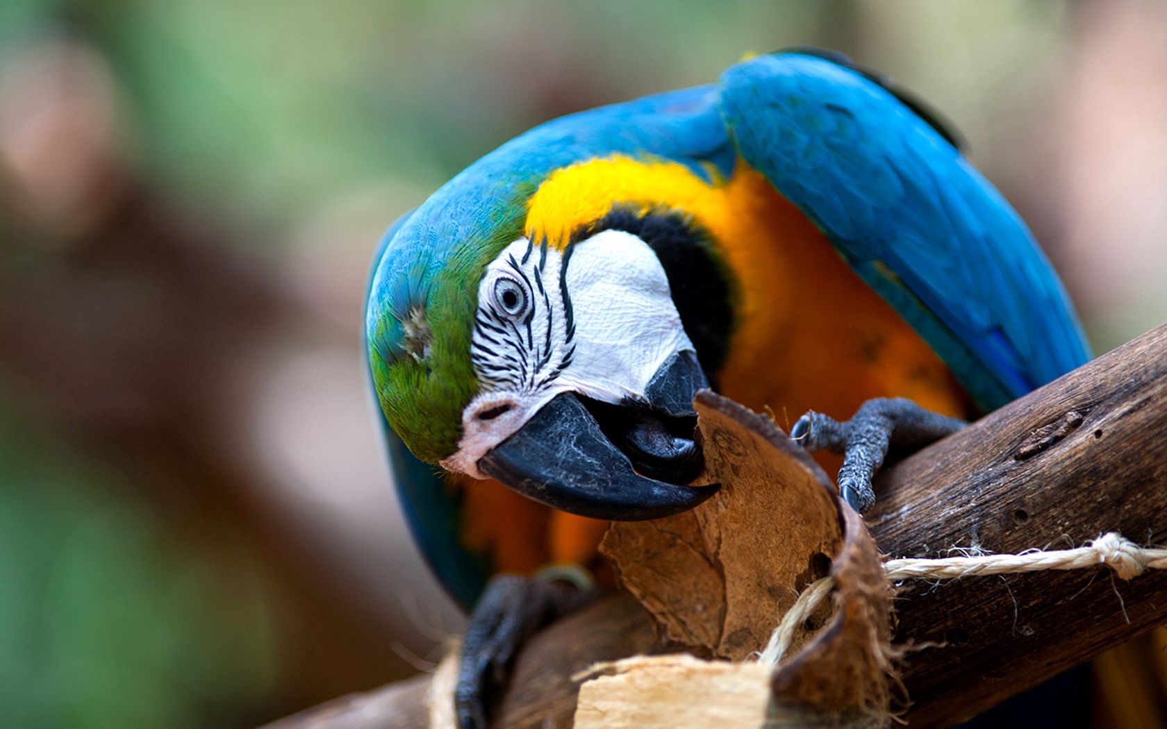 parrot, bird, colorful, beak