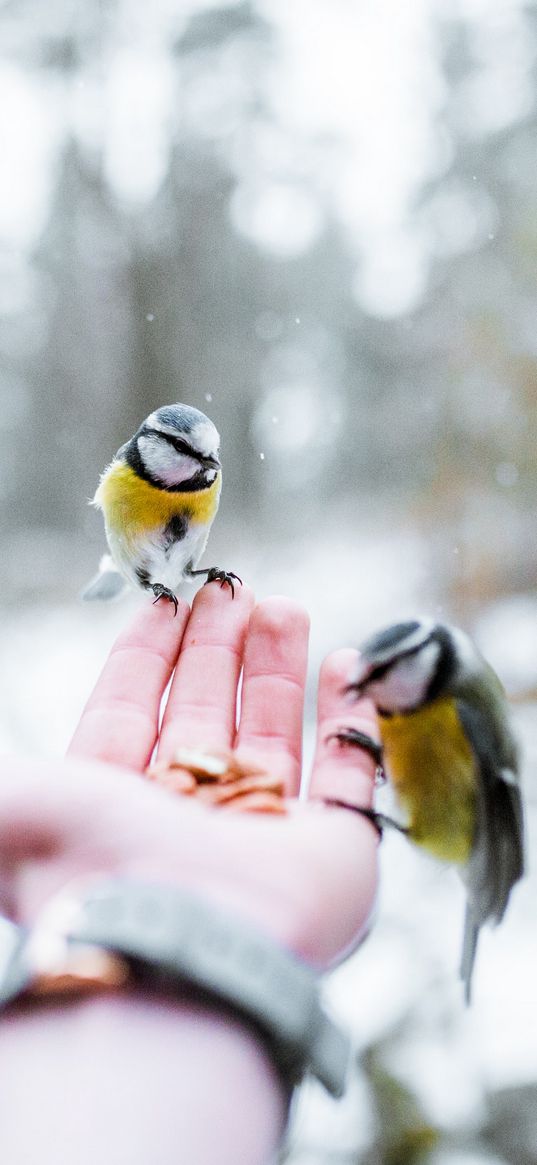 chickadee, birds, hand, forest, snow, winter, nature