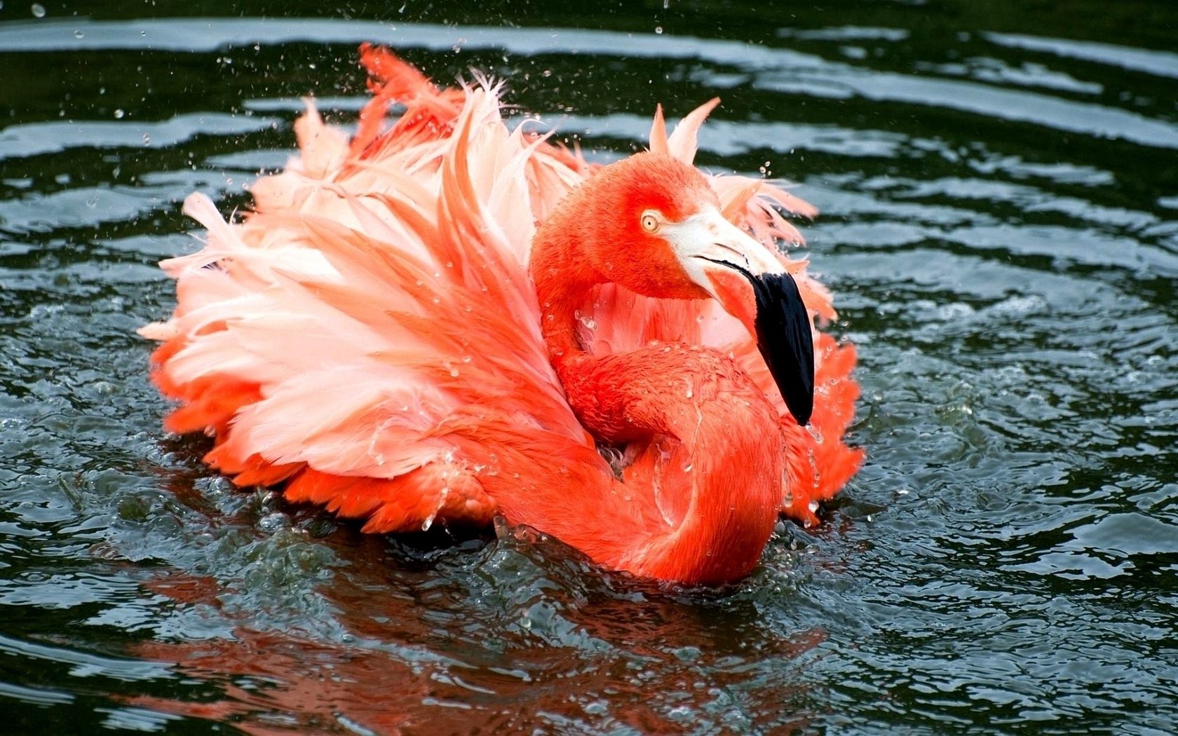 flamingo, feathers, lake, river, swimming