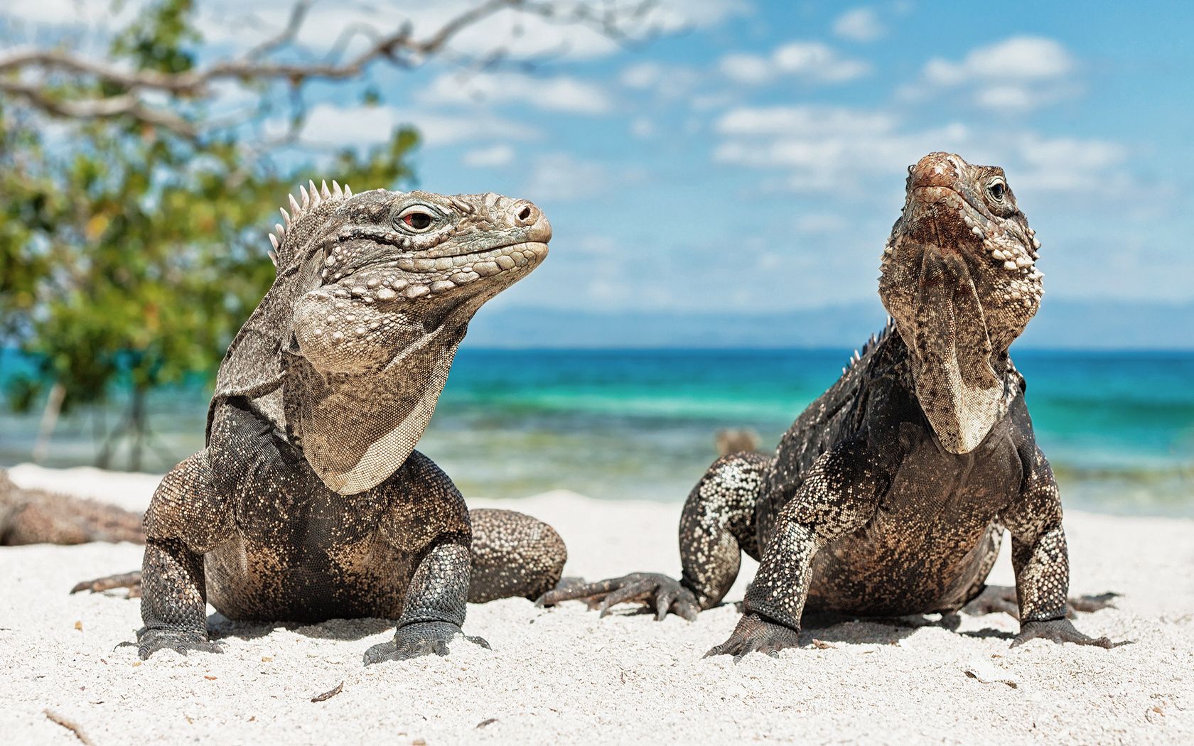 iguanas, beach, sand, steam, reptiles