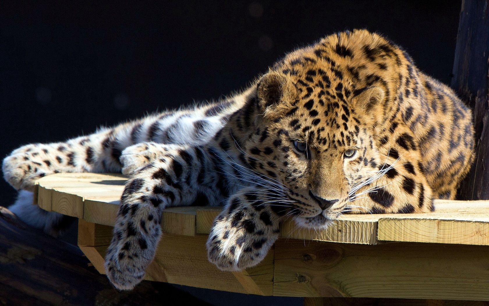 leopard, lying, dog, muzzle, hunting, attention, table