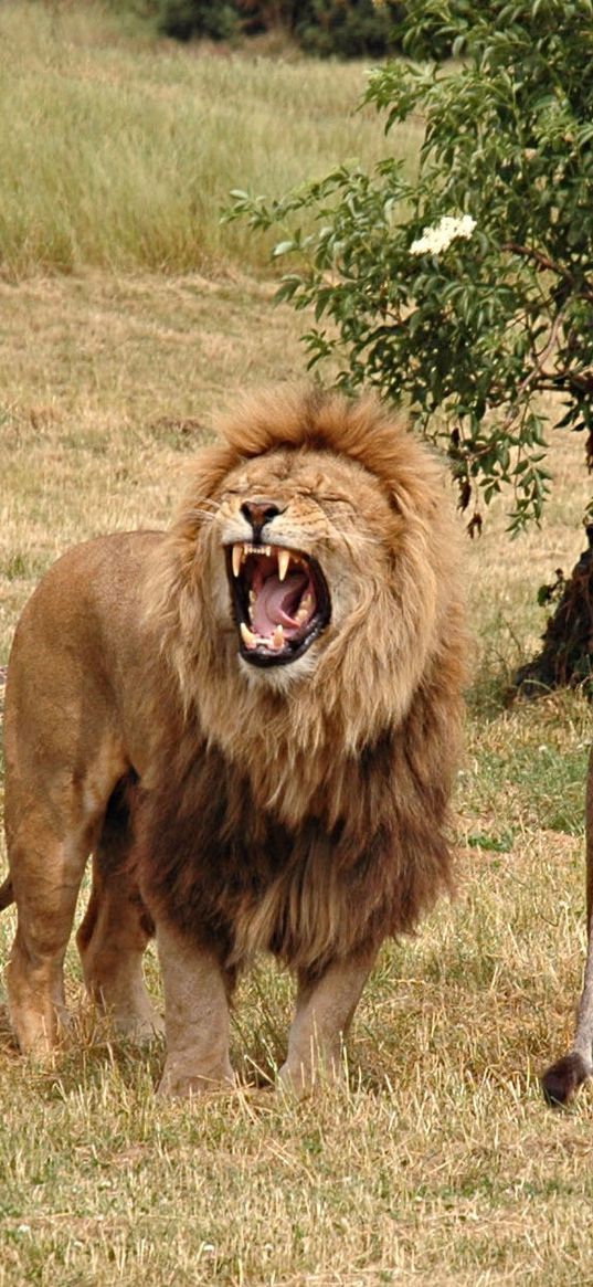 lion, lioness, aggression, hunting, grass, field, timber, wood