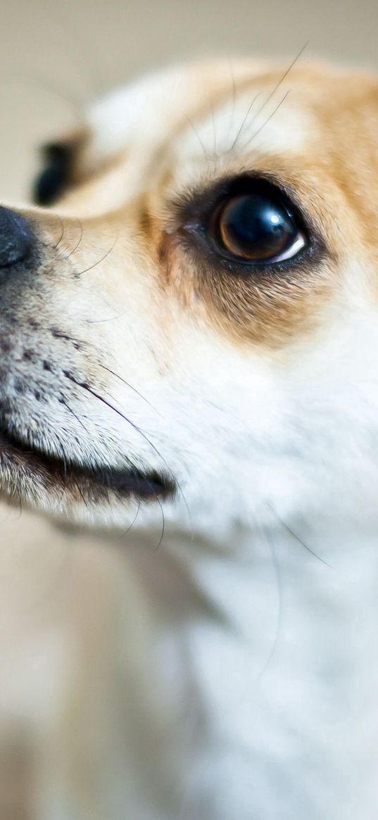 dog, eyes, puppy, baby, big eyes