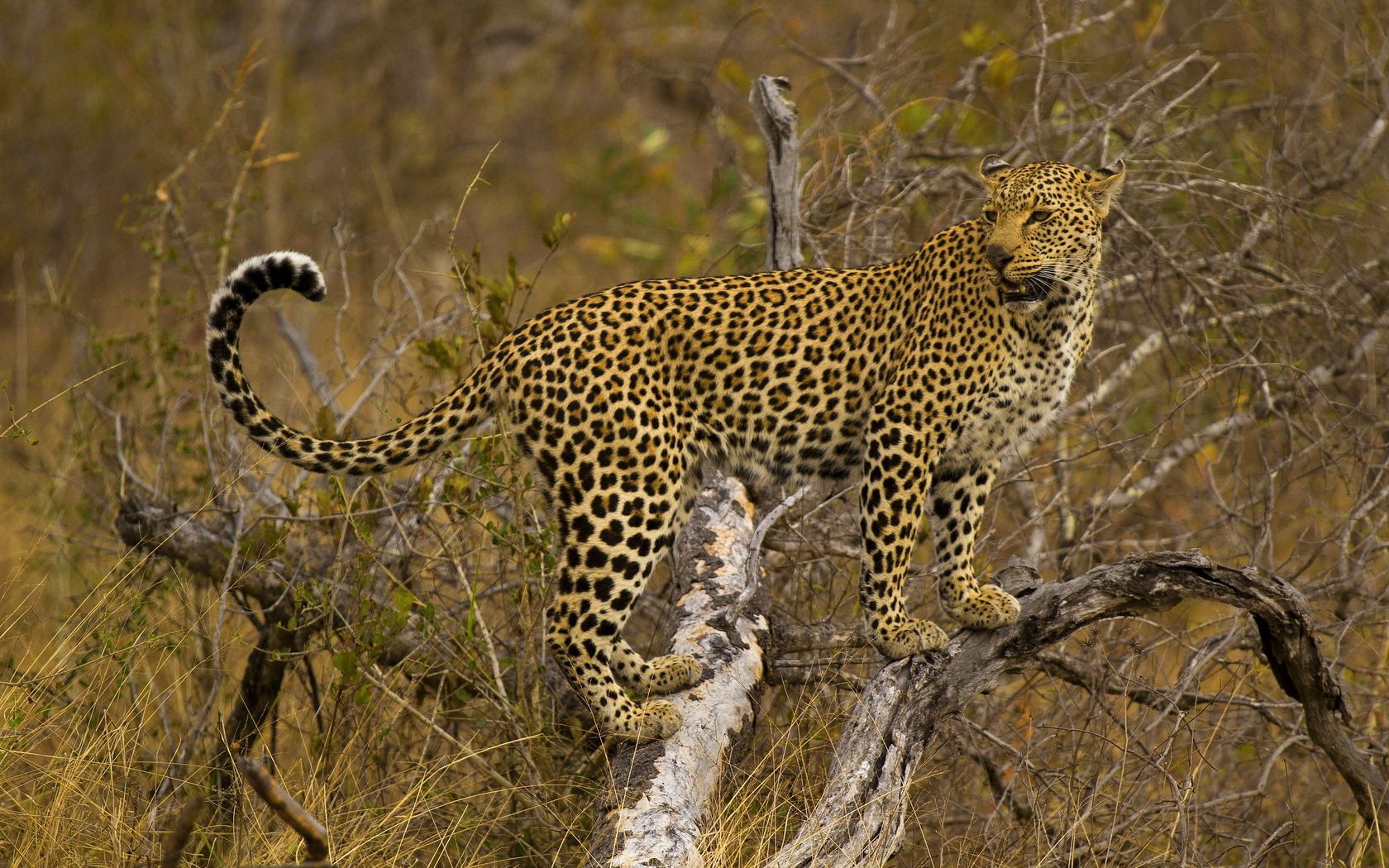 leopard, branch, tree, stand, predator