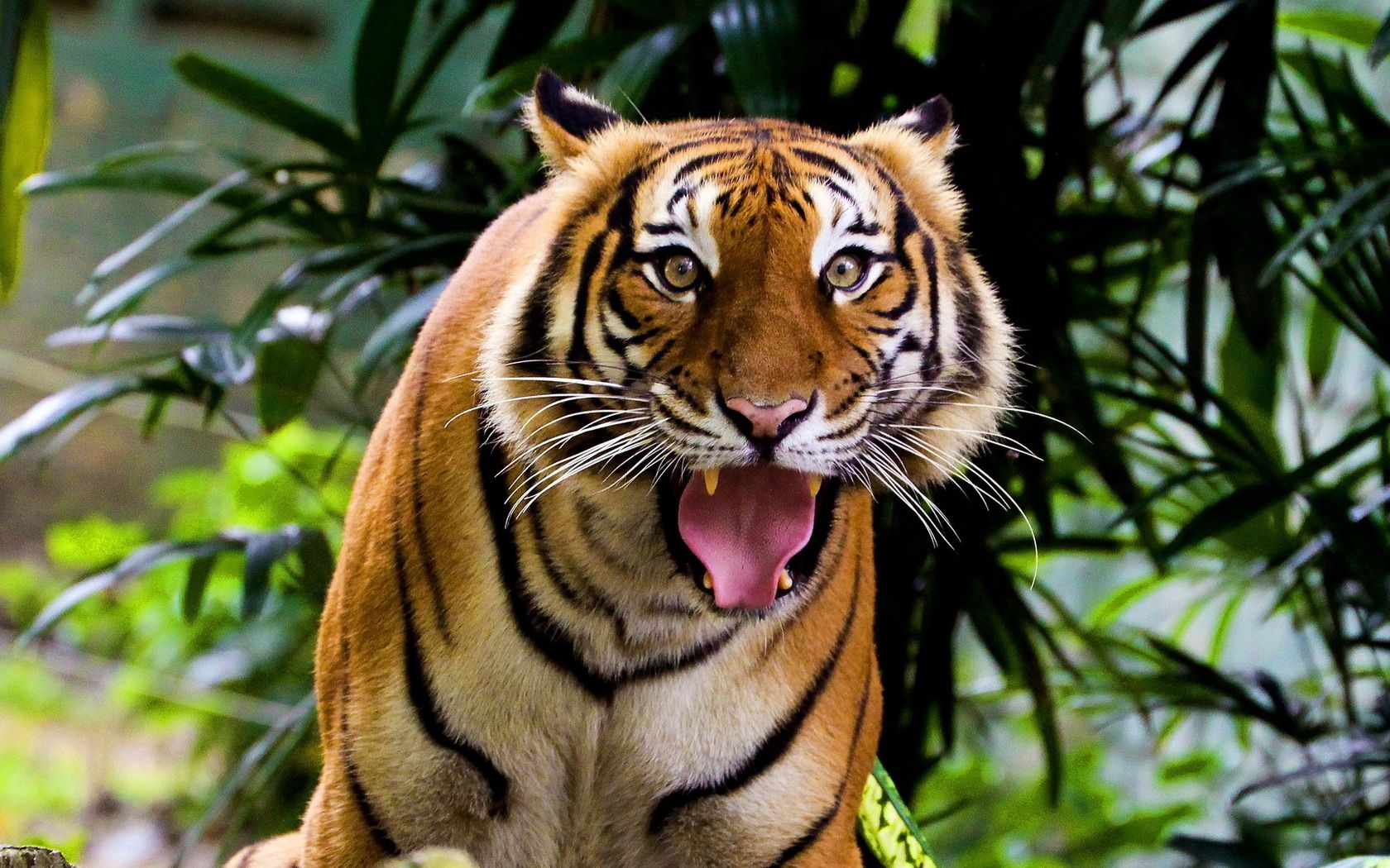 tiger, face, teeth, anger, aggression, wood, grass, leaves