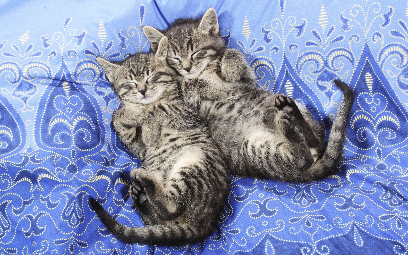 kittens, couple, dream, fabric, lace