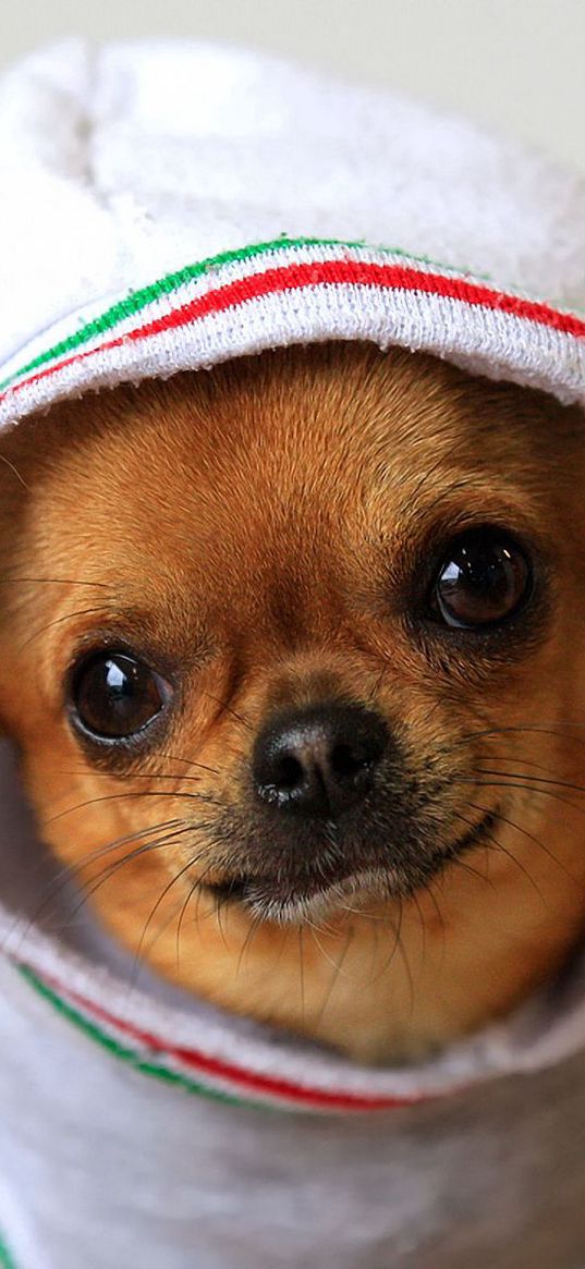 dog, chihuahua, puppy, clothing, costume