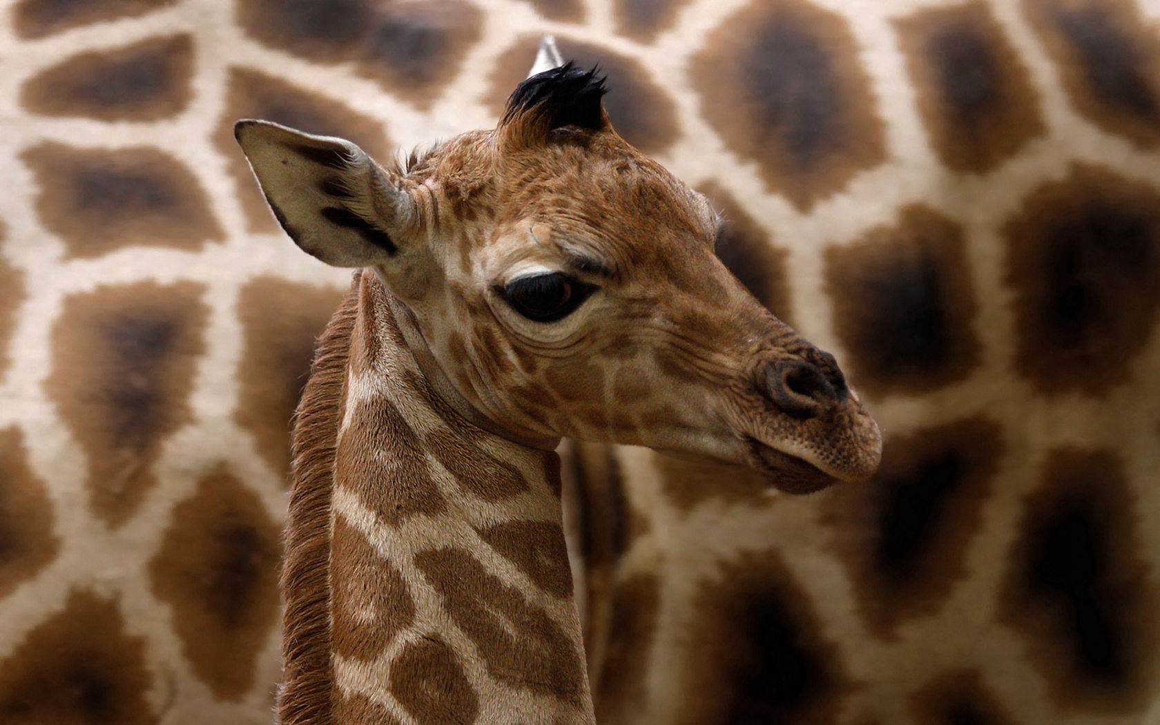 giraffe, spotted, muzzle