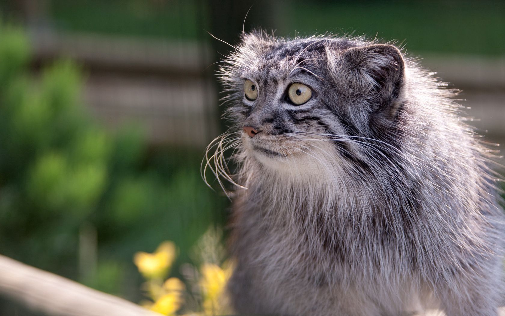 manul, muzzle, furry, surprise