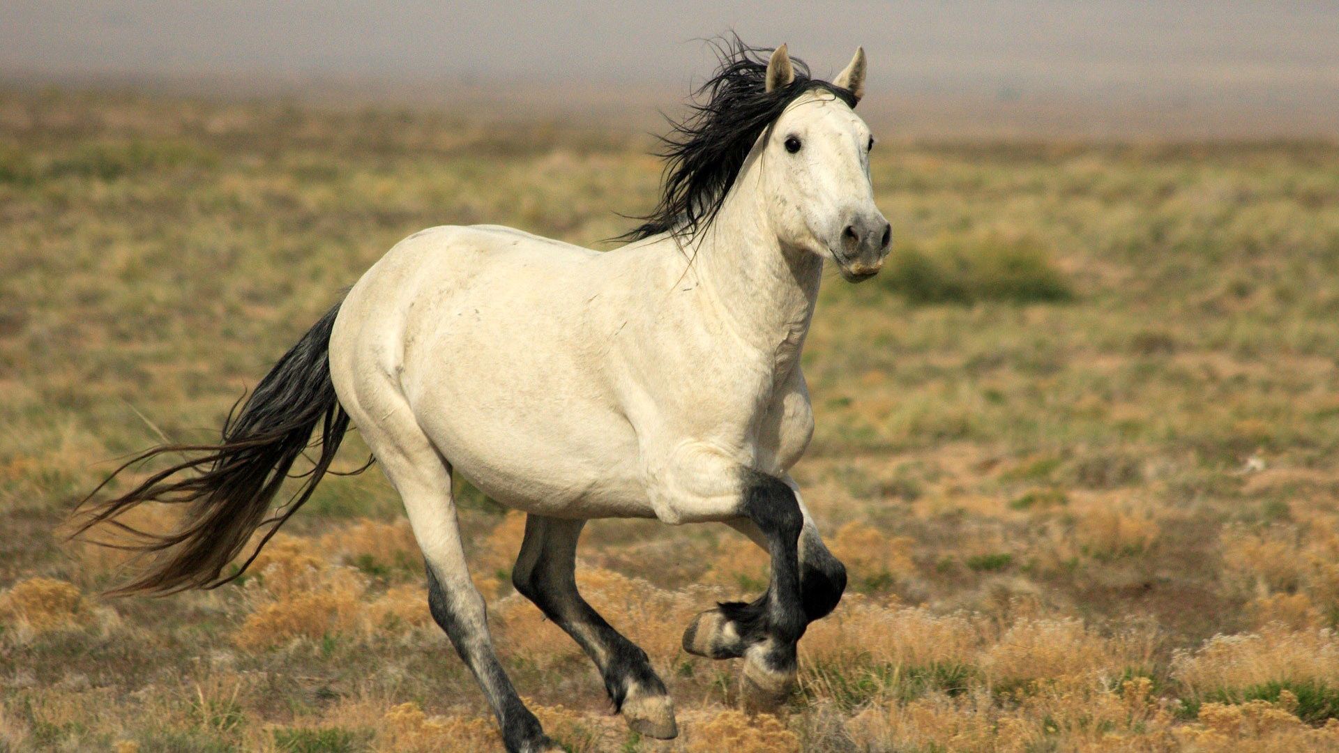 horse, field, light, run