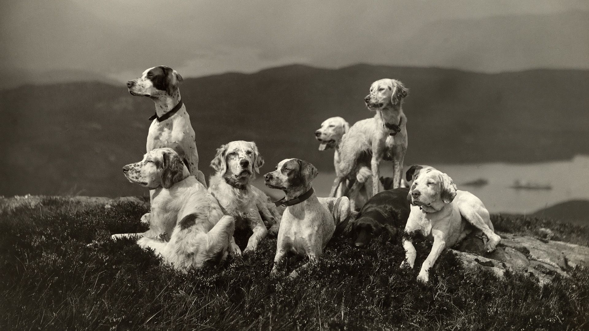 dogs, set, elevation, family, black and white