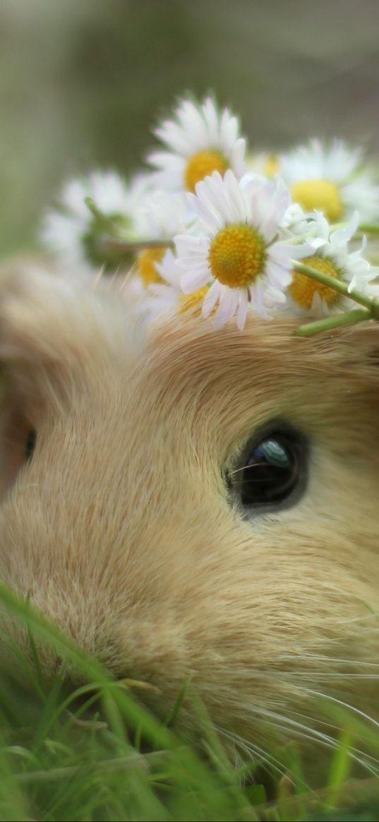 guinea pig, flowers, grass, wreath