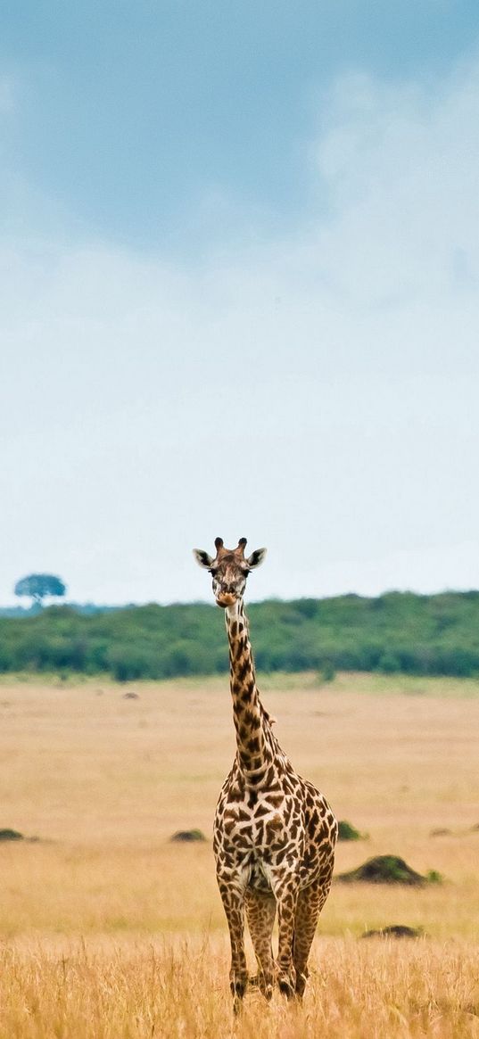 giraffe, savannah, desert, tree