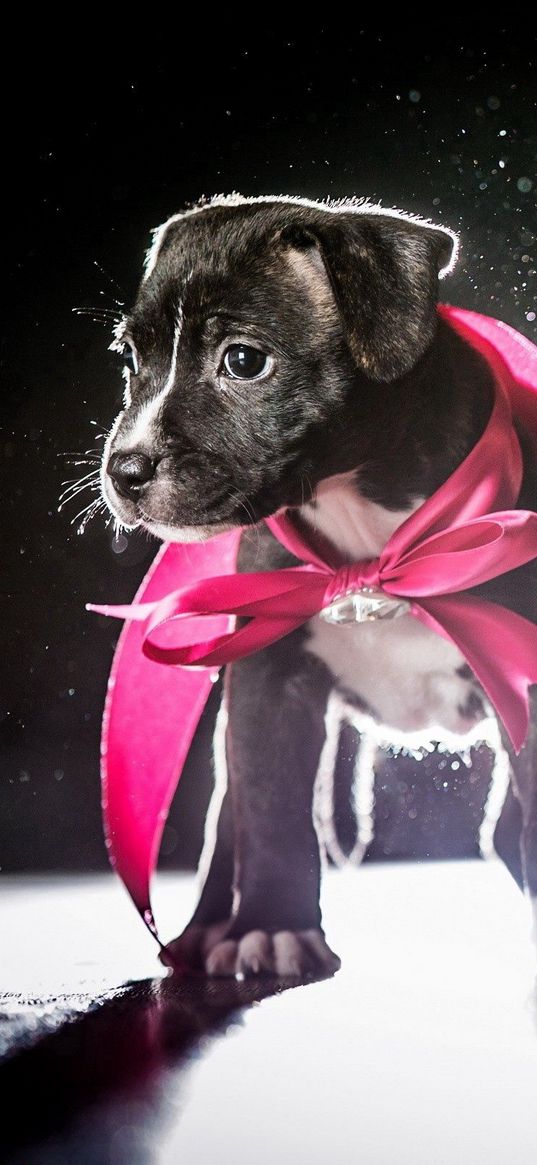 dog, puppy, ribbon, shadow, light