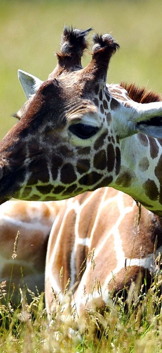 giraffe, grass, sitting, spotted